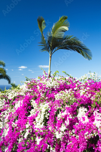 Bougainvillea and palm trees 
