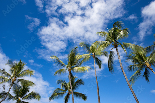 Hawaii island's palm trees and blue sky