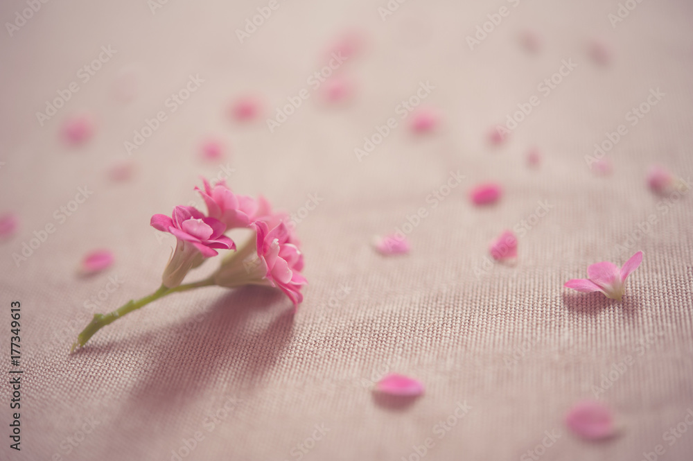 Pink flower with torn petals around Pink flower with torn petals around