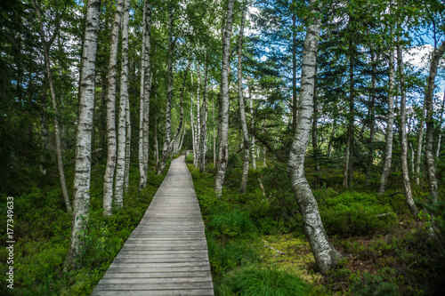 Birkenwald in Deutschland