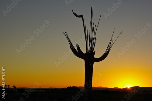 Penn s cactus   sunset