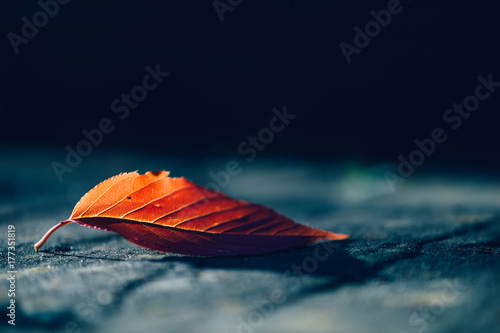 Close up of single autumn leaf photo