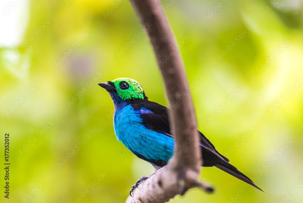 Obraz premium Paradise Tanager