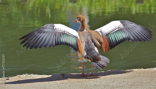 Obraz na plátne duck wingspan