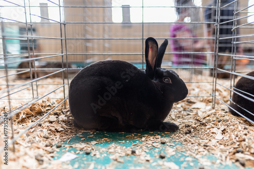 Rabbit in Cage photo