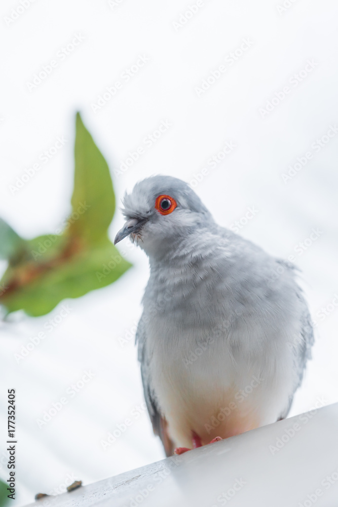 Fototapeta premium White Birds