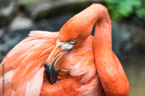 Shy Flamingo Cleaning Feathers