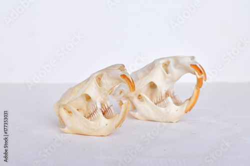 mole rat skulls
