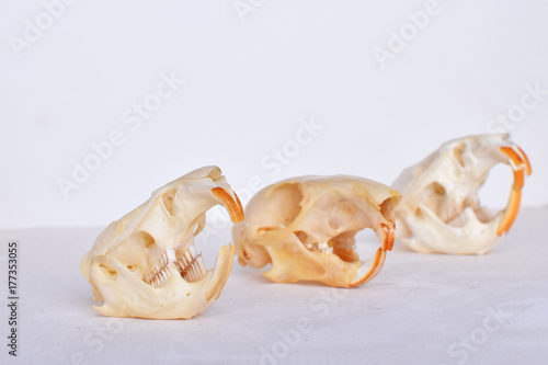 mole rat and regular rat skull
