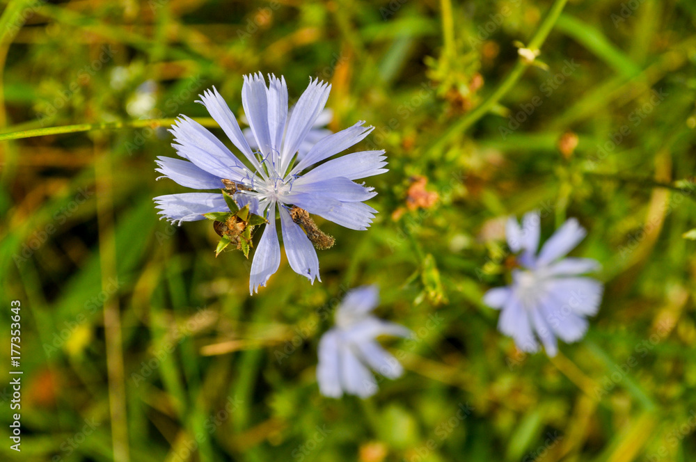 gemeine Wegwarte, Cichorium intybus gemeine Wegwarte, Cichorium intybus