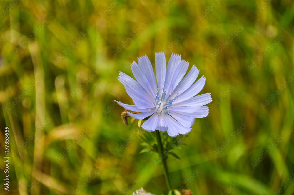 gemeine Wegwarte, Cichorium intybus gemeine Wegwarte, Cichorium intybus