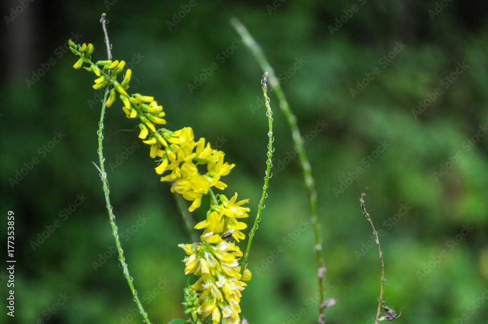 Gelber Steinklee, Melilotus officinalis Gelber Steinklee, Melilotus officinalis