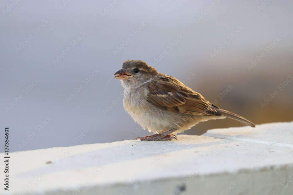 Little Sparrow Little Sparrow
