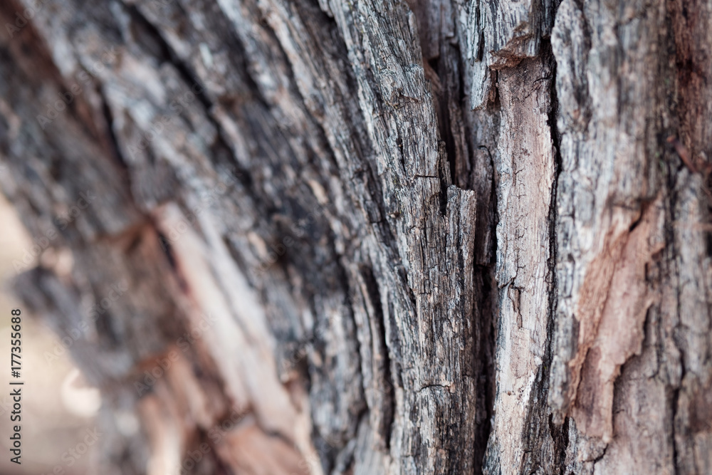 tree bark with natural color and pattern tree bark with natural color and pattern