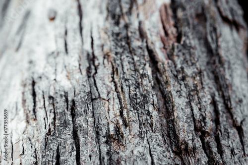 tree bark with natural color and pattern