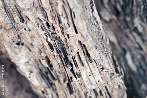 tree bark with natural color and pattern