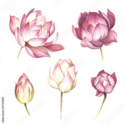 Set with flowers lotus. Hand draw watercolor illustration.