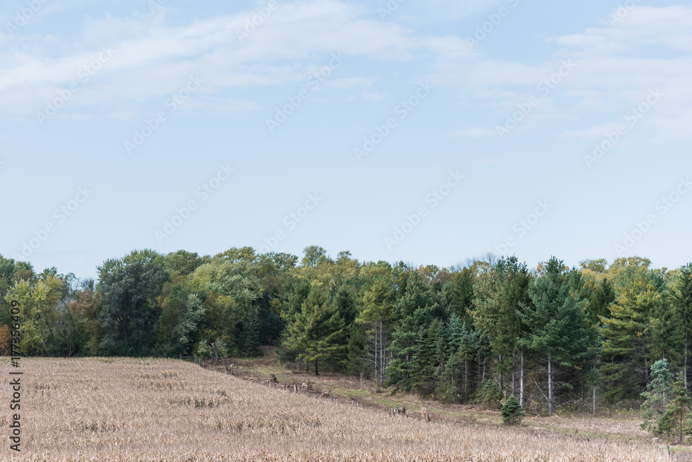 Fall Farmland and Trees