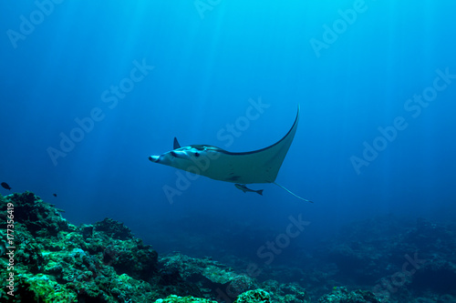 A large manta ray swims over the reef in the clear warm waters of Okinawa, Japan