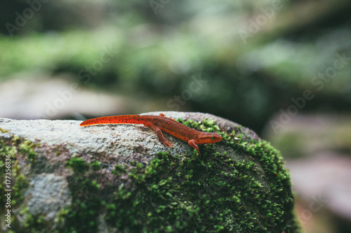 An Eastern Red-spotted Newt on a Rock photo