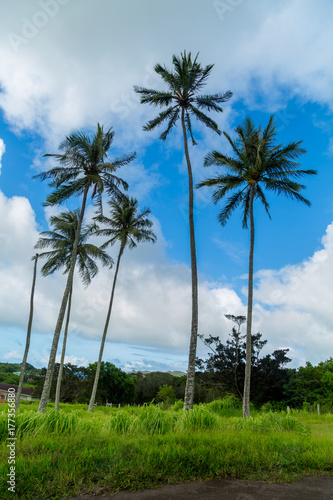 Palm Tree  Hawaii  © ConneryFilm
