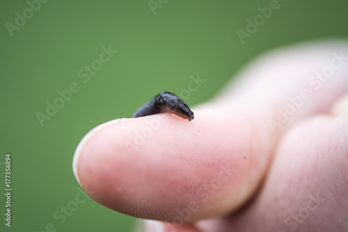 Slug on Finger