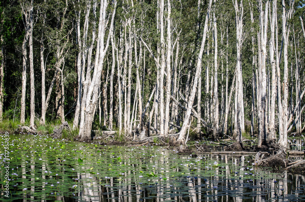 Wetlands Wetlands