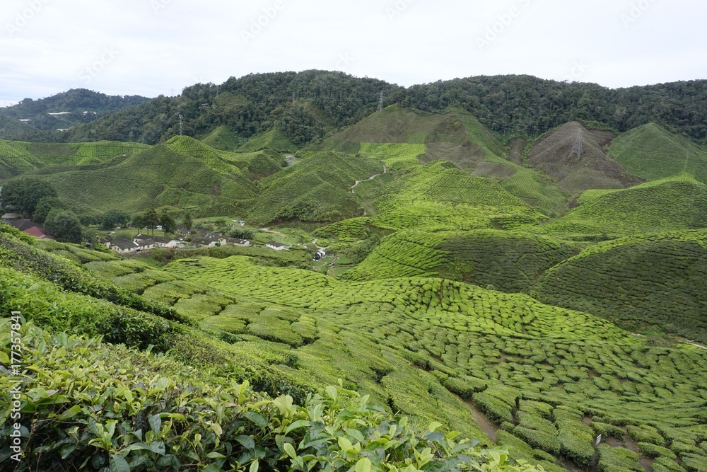 a view of tea plantation at Cameron Highlands, Malaysia