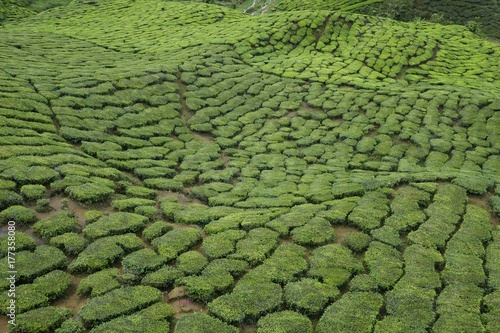 a view of tea plantation at Cameron Highlands, Malaysia