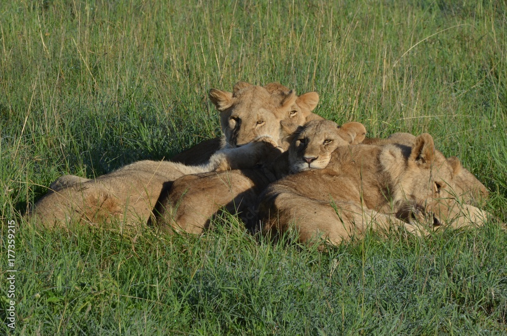 Lionnes à la saison des pluies, blotties dans la savane verte du Parc Masaï Mara, au Kenya Lionnes à la saison des pluies, blotties dans la savane verte du Parc Masaï Mara, au Kenya