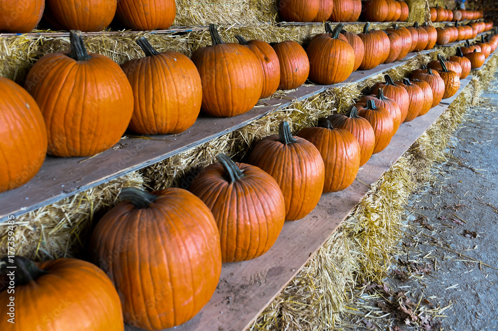 Pumpking sale for thanksgiving day upstate New York at the farm
