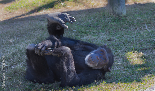 Chimpanze playing with foot