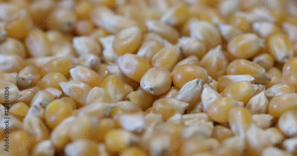 Yellow grains of corn. Whole background. (4k ungraded ) Yellow grains of corn. Whole background. (4k ungraded )