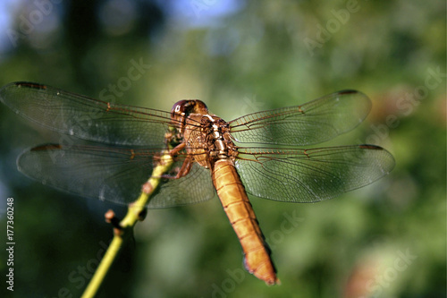 Dragonfly © Rory