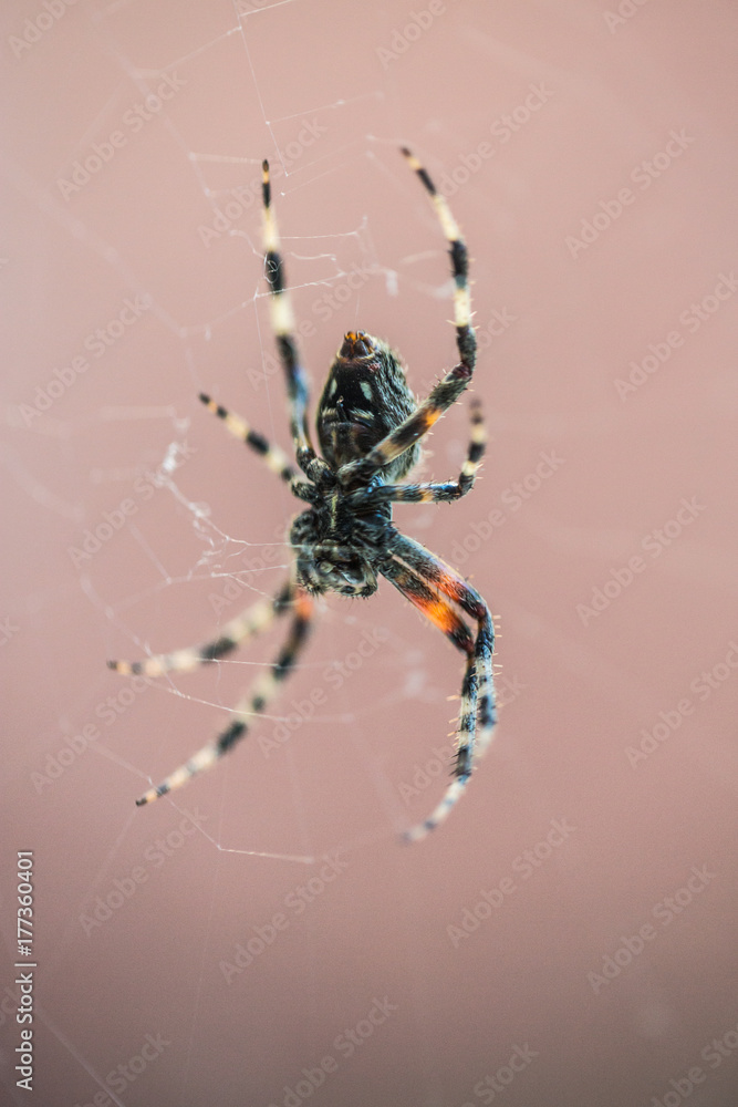 Spider2 Spider2