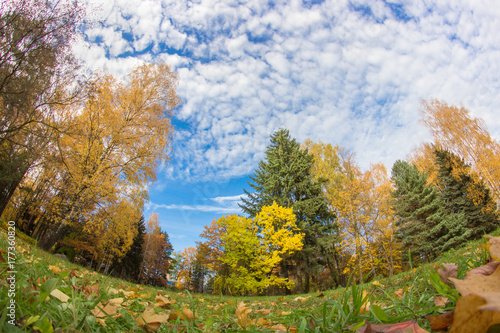 Fisheye image of colorful autumn with trees and blue sky at park. Fallen leafes.