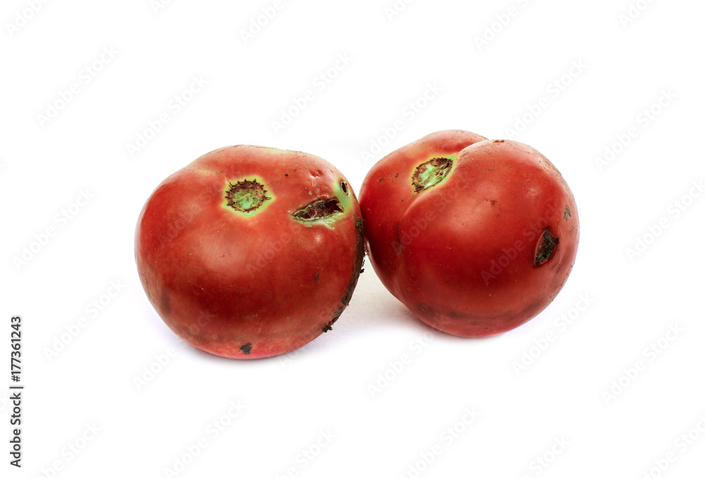 Rotten tomato isolated on white background Rotten tomato isolated on white background