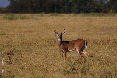 Young Buck © David