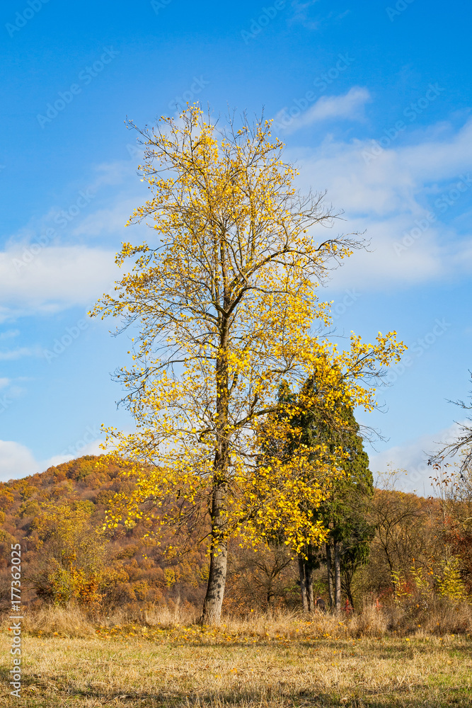 Fototapeta premium Dry trees and sky in Transilvania