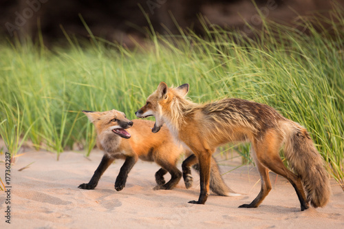 Pair of wild foxes showing territorial aggression and dominance in natural animal environment