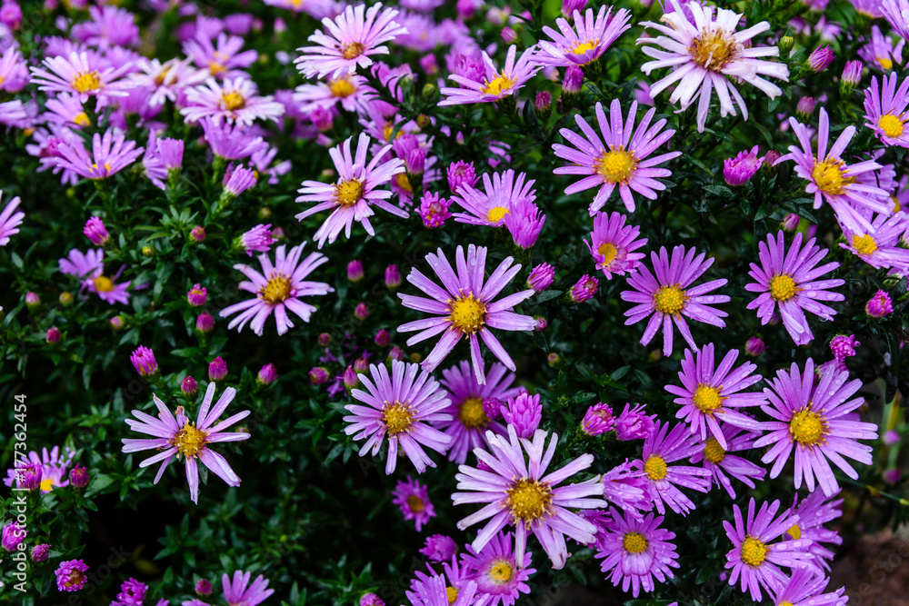 Chrysanthemum flowers on flowerbed in garden Chrysanthemum flowers on flowerbed in garden