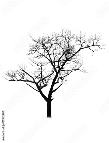 Dead tree silhouette isolated on white background 