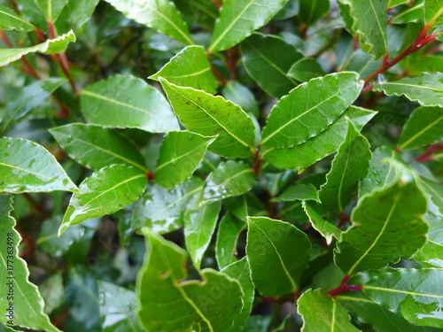 Wallpaper Mural bay laurel leaves Torontodigital.ca