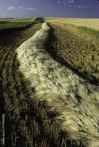 closeup of a windrow of barley (hordeum vulgate) being harvested in Saskatchewan, Canada photo