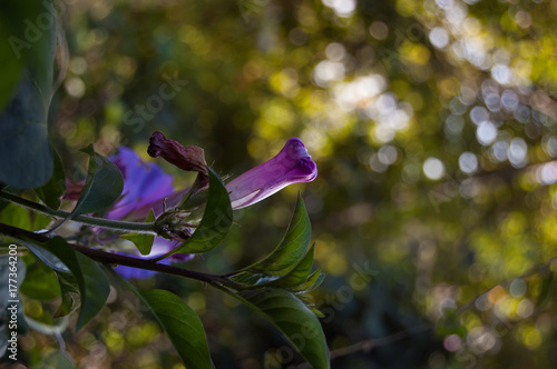 Convolvulus violet flowering plant. Bindweed photo