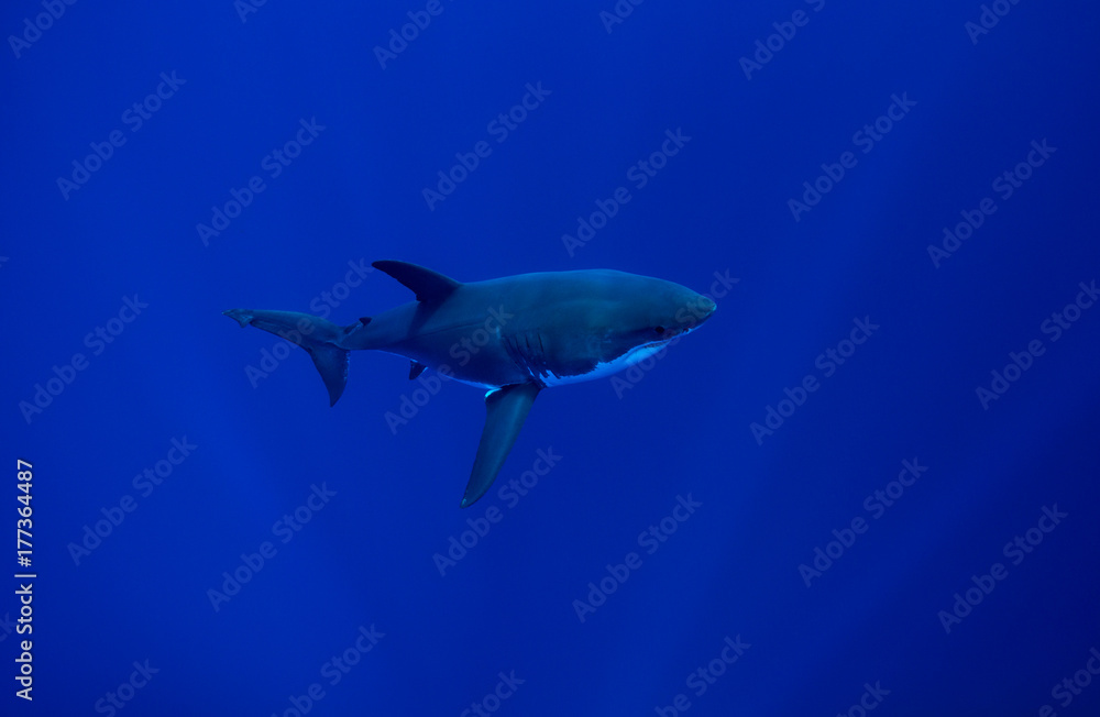 A pristine Great White Shark swims for the surface in the clear blue waters of Guadalupe Island, Mexico A pristine Great White Shark swims for the surface in the clear blue waters of Guadalupe Island, Mexico