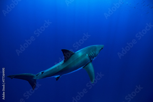 A pristine Great White Shark swims in the clear blue waters of Guadalupe Island, Mexico