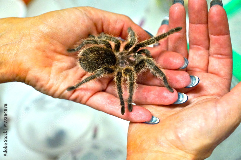 Obraz premium handy tarantula