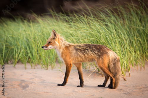 Single wild fox walking in natural outdoor animal environment photo