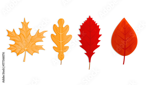 Set of different autumn leaves. Vector illustration isolated on white background. © fantasyform